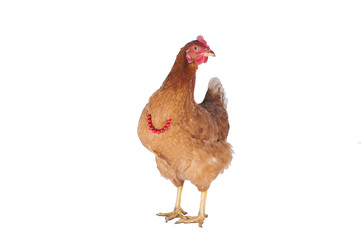 hen and rooster choose a tie for the holiday