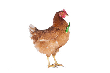 hen and rooster choose a tie for the holiday