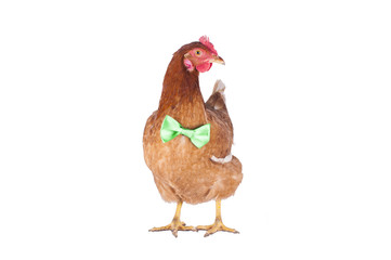 hen and rooster choose a tie for the holiday