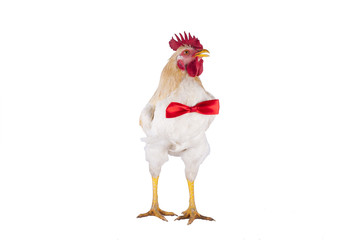 hen and rooster choose a tie for the holiday