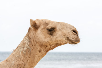 camel resting on the ocean shore.