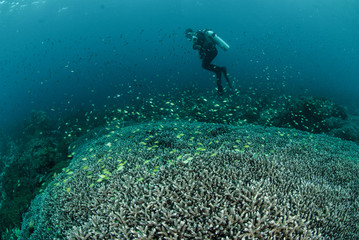 Diver, coral reef in Ambon, Maluku, Indonesia underwater
