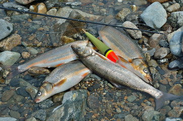 Obraz premium Catch of fish 15