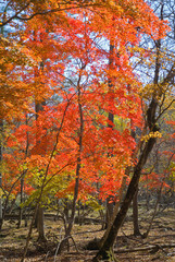 Autumn maples 7