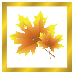 Vector illustration of Maple Leaf, Golden Autumn