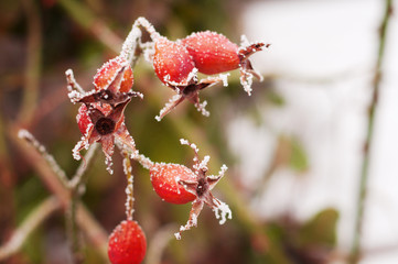 wild rose covered with hoarfrost