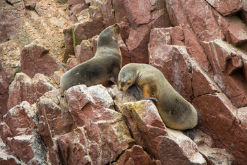 Sea lions at Ballestas Islands, Paracas, Peru
