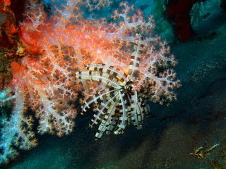 Soft coral, Island Bali, Tulamben