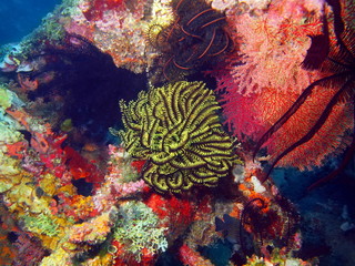 Crinoid, Island Bali, Tulamben