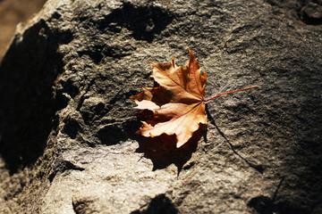 Beautiful autumn leaves on stone
