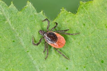 Castor bean tick, Ixodes ricinus