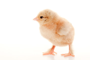 Small fluffy chickens