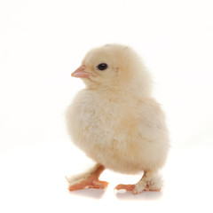 Fototapeta premium Small fluffy chickens
