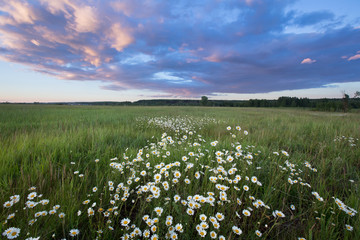 Sunset over a field of chamomile
