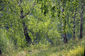 birch grove in the Urals