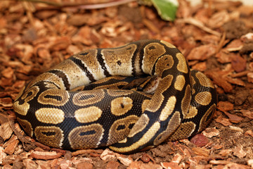 Ball Python (Python regius)
