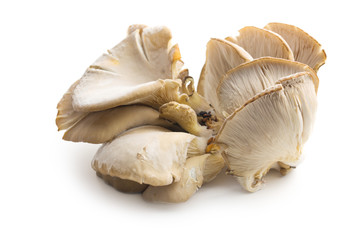 Oyster mushroom