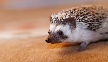 African white- bellied hedgehog