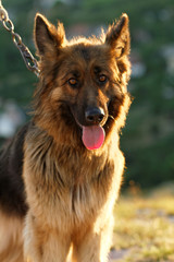 German shepherd dog
