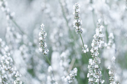Fototapeta White lavender flowers