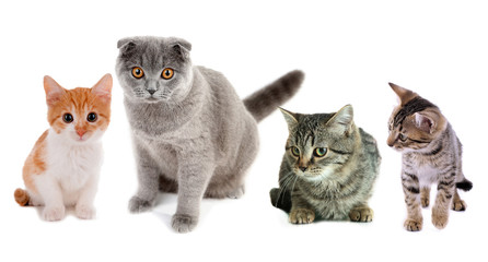 Collage of four cats isolated on white