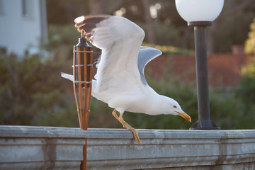 gabbiano
