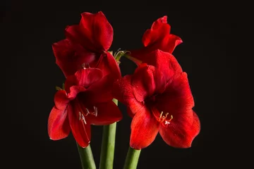 Foto op Plexiglas Red amaryllis flower on black background. Hippeastrum hortorum. © ngaliero