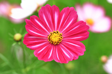 Obraz premium Cosmos flower