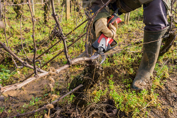 tailler la vigne en hiver