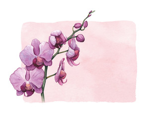 Background with watercolor orchid flowers - 74427209