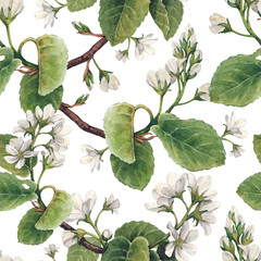 Fototapety  Pattern with watercolor apple flowers