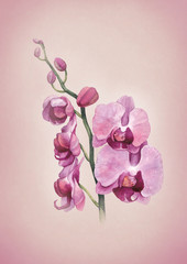 Fototapeta na wymiar Greeting card with watercolor orchid flowers