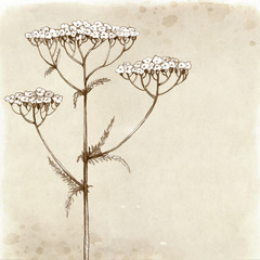 Yarrow flower drawing. Vintage background
