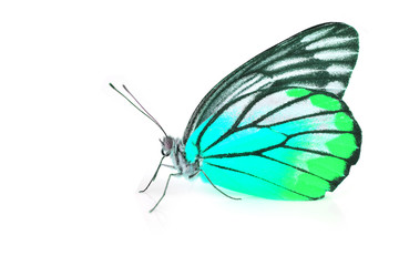 Green and Blue Butterfly