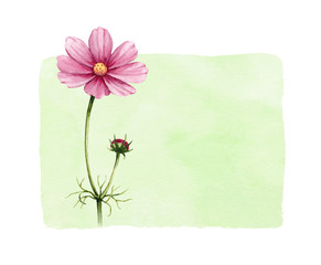 Background with watercolor cosmos flowers