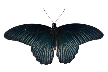 Fototapeta premium Black butterfly