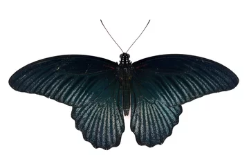 Photo sur Aluminium Papillon Papillon noir