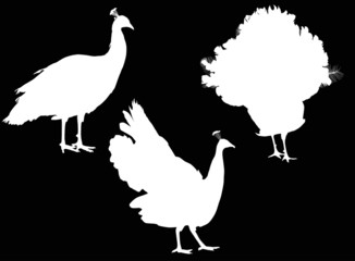 peacock silhouettes collection isolated on black