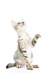 playful toyger kitten stand up show hand isolated