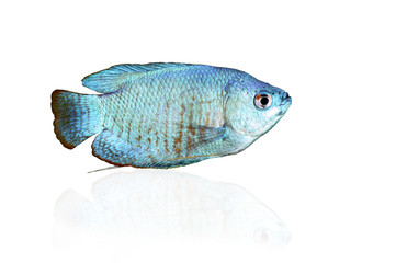 Blue Dwarf Gourami