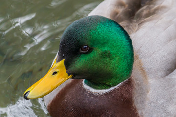 Male Mallard