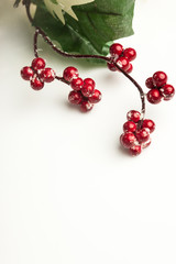 european holly on white background