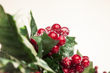 european holly on white background