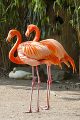 Zwei Flamingos