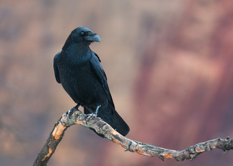 Common Raven