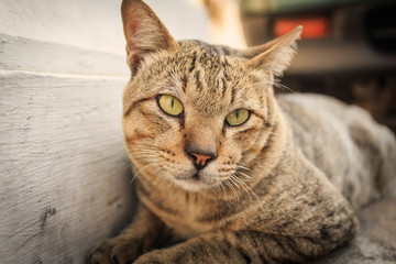 Thai cat on the ground in temple of Thailand