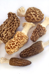Group of morel mushrooms