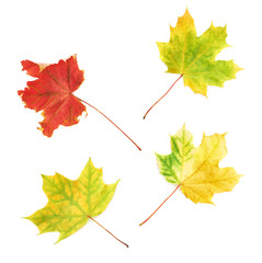 Four autumn maple leaves isolated