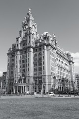 Royal Liver Building. Black white photo.