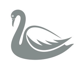 Fototapeta premium Swan